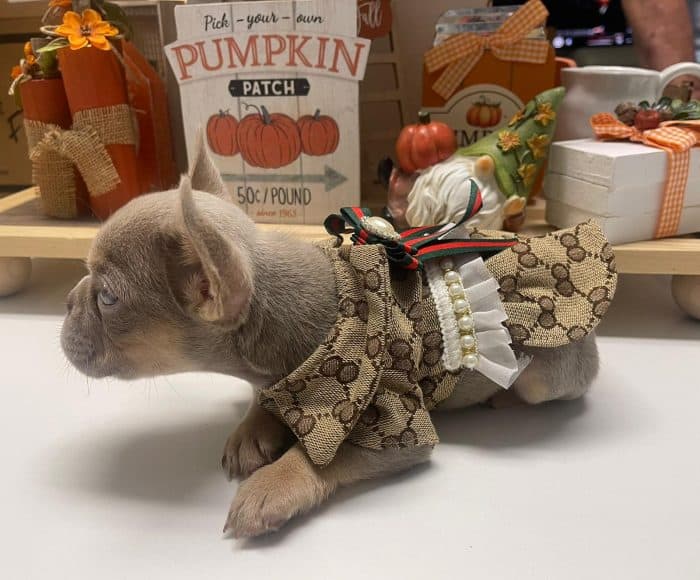A baby friench bull dog with designer harness