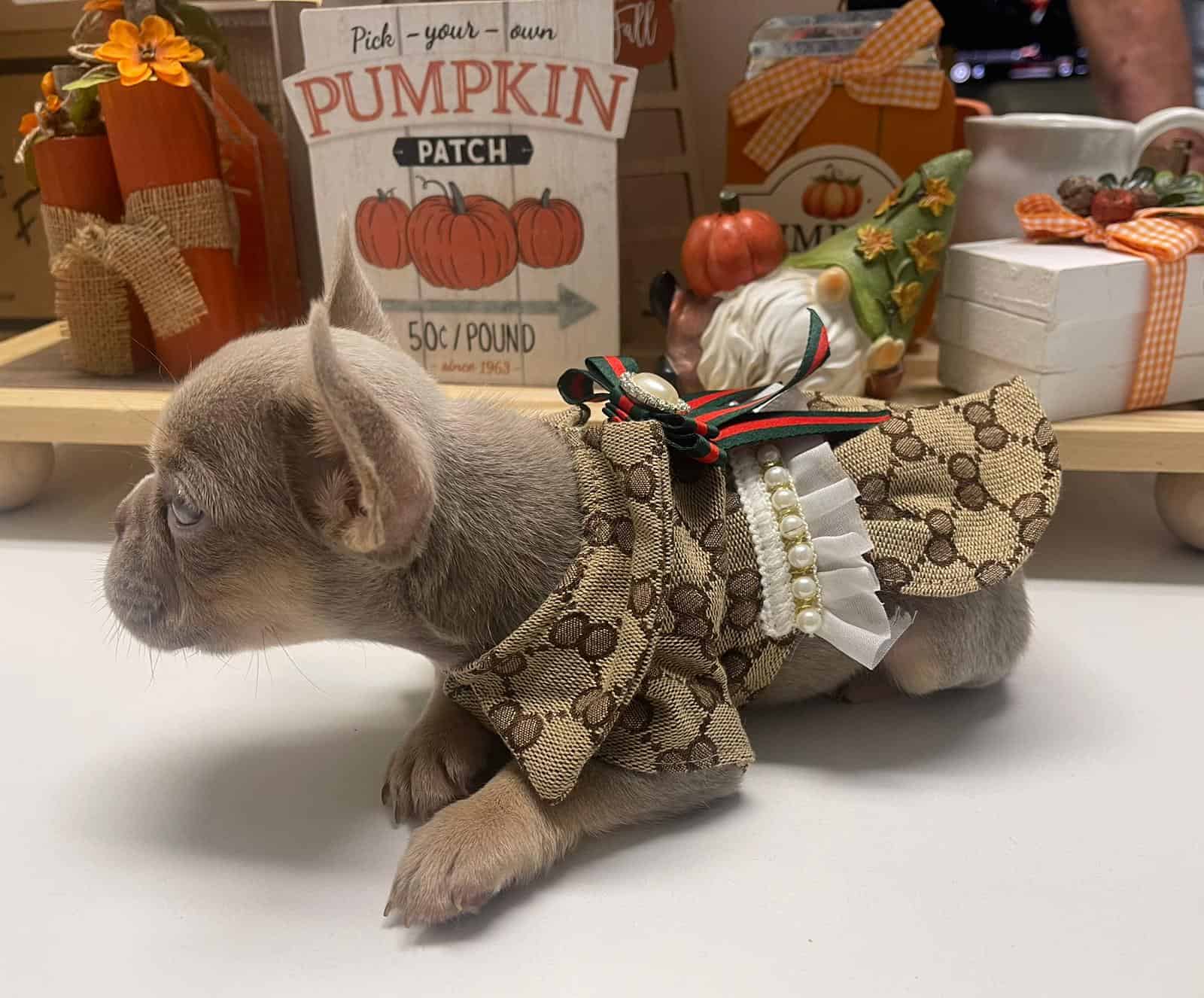 French Bulldog wearing a designer harness