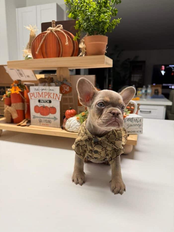 A French Bulldog Designer Clothes